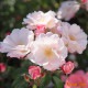 �Х��ġڿ��ġۥ��졼�ƥ� ���ġ����ӿ建�� ��Ͽ�ʼ�ϡ�IR-IRO3�ա�0511�����