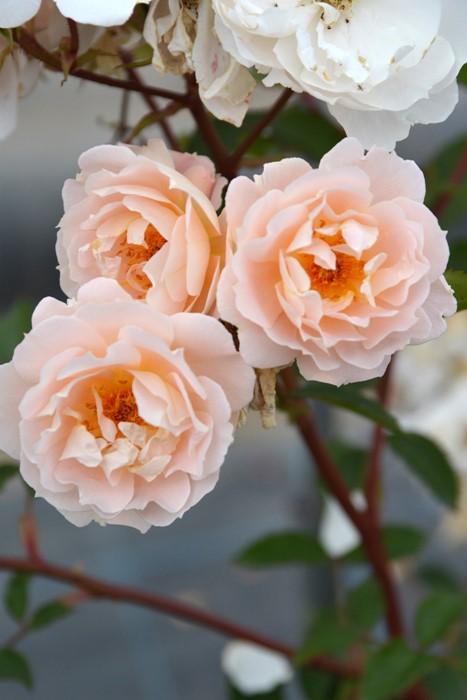 ���ߵ����ġۥХ��� ���ե����� ���� 6��ȭ�����ʡη����ʼ�ϡ�J-RP��