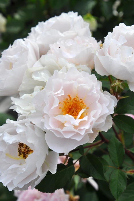 ���ߵ����ġۥХ��� ���ե����� ���� 6��ȭ�����ʡη����ʼ�ϡ�J-RP��