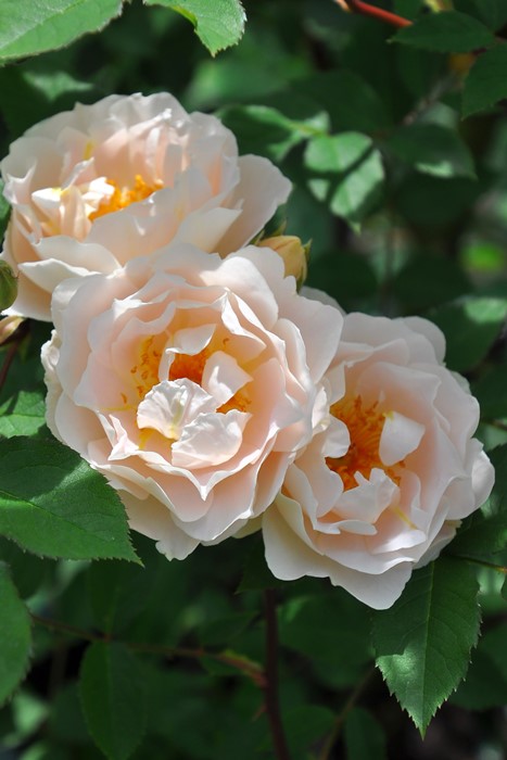 ���ߵ����ġۥХ��� ���ե����� ���� 6��ȭ�����ʡη����ʼ�ϡ�J-RP��