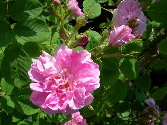 �����ġۥХ��� ����ȥ륻����ڥ������ޥ����ʥӥե���� ���� 6��ȭ�����ʡ�J-OC20��