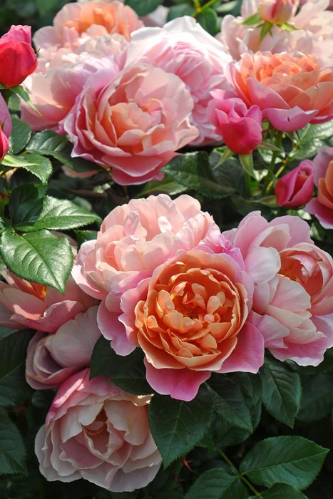 ���ߵ����ġۥХ��� �ԥ󥯥ӥ�ơ��� ���� 6��ȭ�����ʡ����ӿ建�� �ʼ���Ͽ�д���ϡ�Han-DOR��