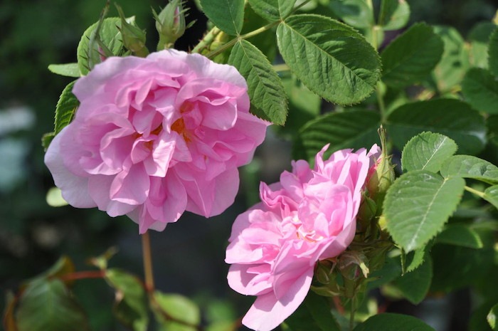 �����ġۥХ��� ����ȥ륻����ڥ������ޥ����ʥӥե���� ���� 6��ȭ�����ʡ�J-OC20��