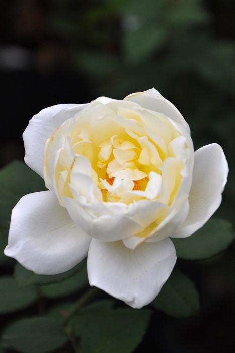 ڥ若ۡġۥХ ͡ѥե  6ȭʡJ-HT20 ָ