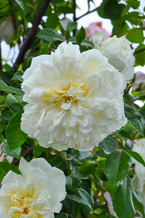 ��Ĺ���ġۡ����ġۥХ��� ����٥�å��Х�ӥ� ���� 6��ȭ�����ʡ�J-OC15��