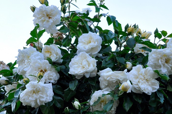 ��Ĺ���ġۡ����ġۥХ��� ����٥�å��Х�ӥ� ���� 6��ȭ�����ʡ�J-OC15��