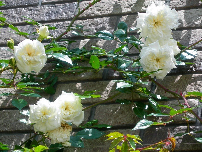 ��Ĺ���ġۡ����ġۥХ��� ����٥�å��Х�ӥ� ���� 6��ȭ�����ʡ�J-OC15��