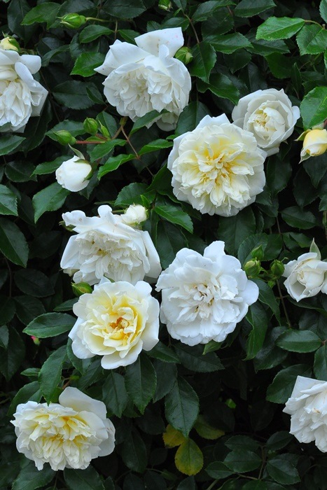 ��Ĺ���ġۡ����ġۥХ��� ����٥�å��Х�ӥ� ���� 6��ȭ�����ʡ�J-OC15��