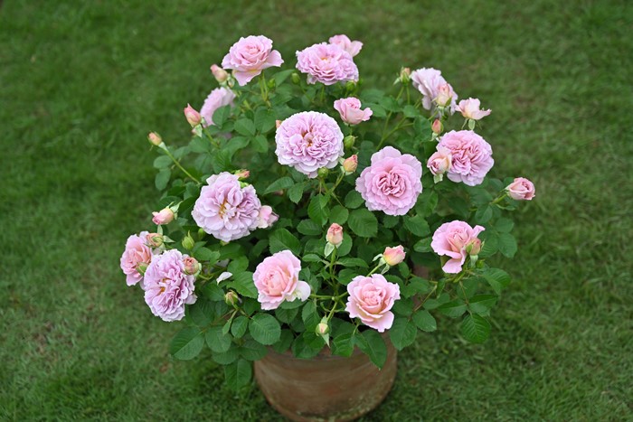 �Х��ġ����ġۥեꥼ ���� 6��ȭ�����ʡ�Han-DOR��2025�տ��ʼ�