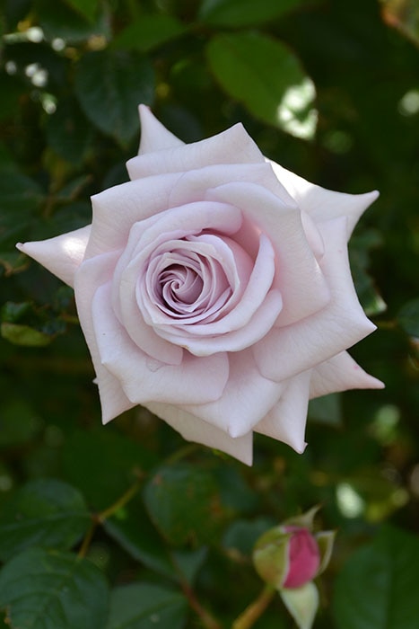 �Х��ġڿ��ġۥ�������ꥨ ���ġ����ӿ建�� �ʼ���Ͽ�д���ϡ�J-RP��2025�����ʼ��0413�����