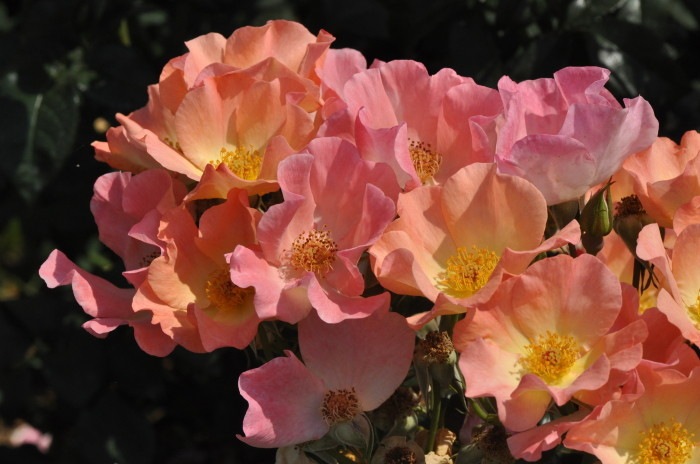 バラ苗【中苗】トラモントエスティーヴォ 国産苗 6号鉢植え品[契約品種]《KbBRN》 すべての商品 バラの家 公式本店 ロサ