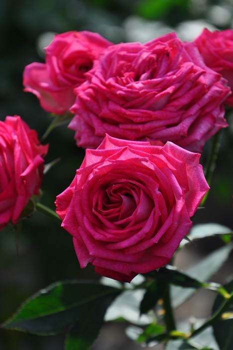 Хġġۥǥ奨åȥХ륳˥  6ȭʡӿ建 ϿʼϡIR-IRO3