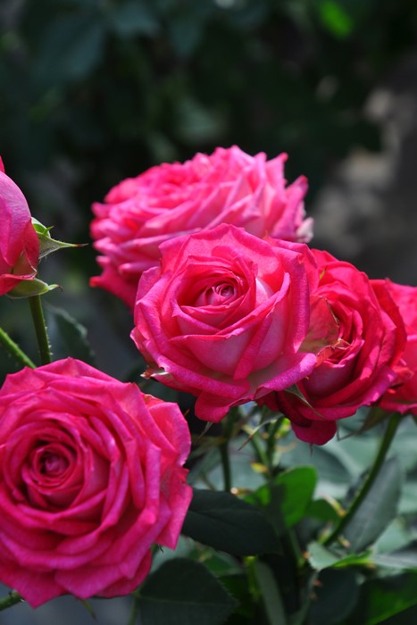 Хġġۥǥ奨åȥХ륳˥  6ȭʡӿ建 ϿʼϡIR-IRO3