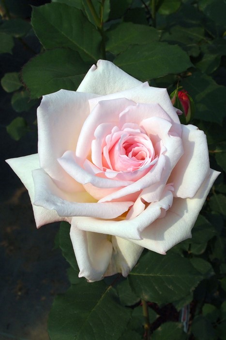 ġۥХ եꥢ  6ȭʡJ-HT20