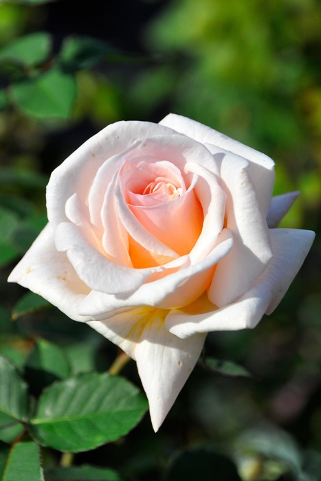 ġۥХ եꥢ  6ȭʡJ-HT20