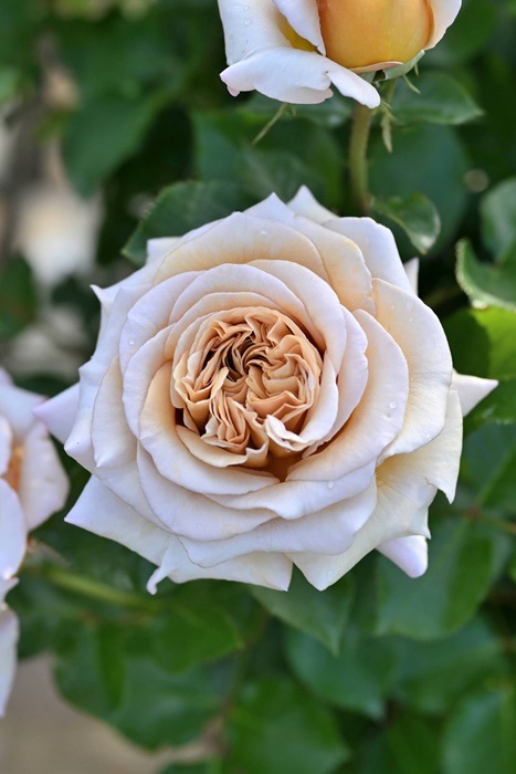 ġۥХ ǥ  6ȭʡӿ建 ʼϿдϡHan-DEL