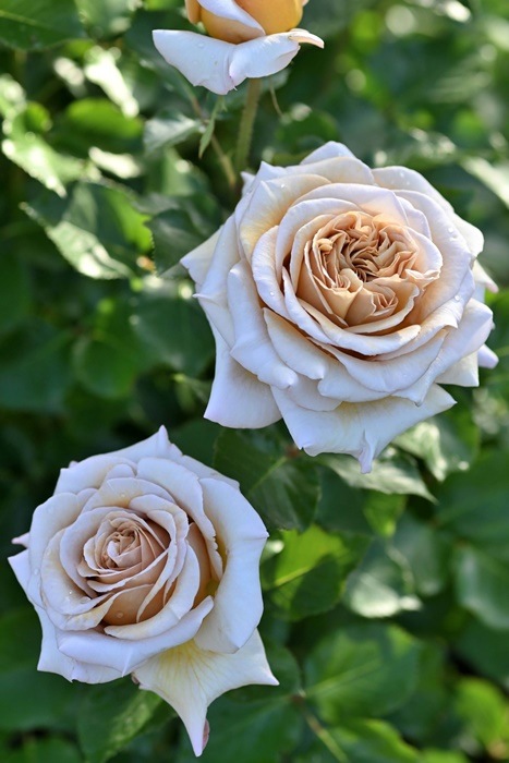 ġۥХ ǥ  6ȭʡӿ建 ʼϿдϡHan-DEL