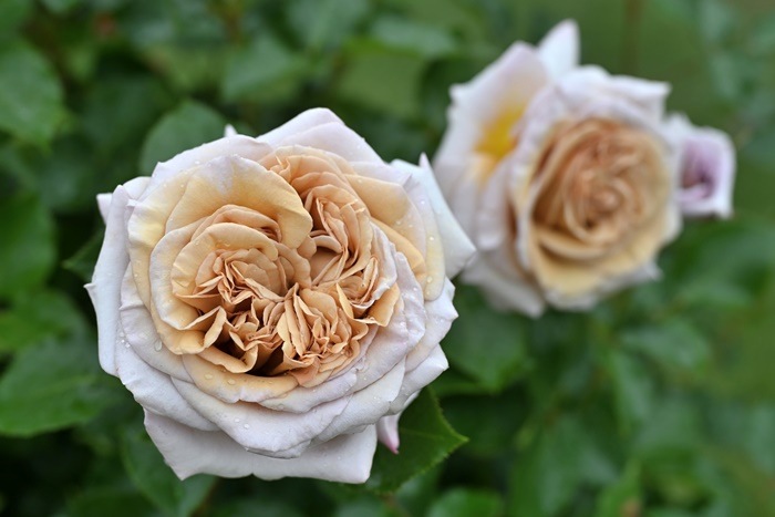 ġۥХ ǥ  6ȭʡӿ建 ʼϿдϡHan-DEL