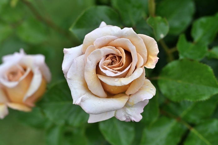 ġۥХ ǥ  6ȭʡӿ建 ʼϿдϡHan-DEL