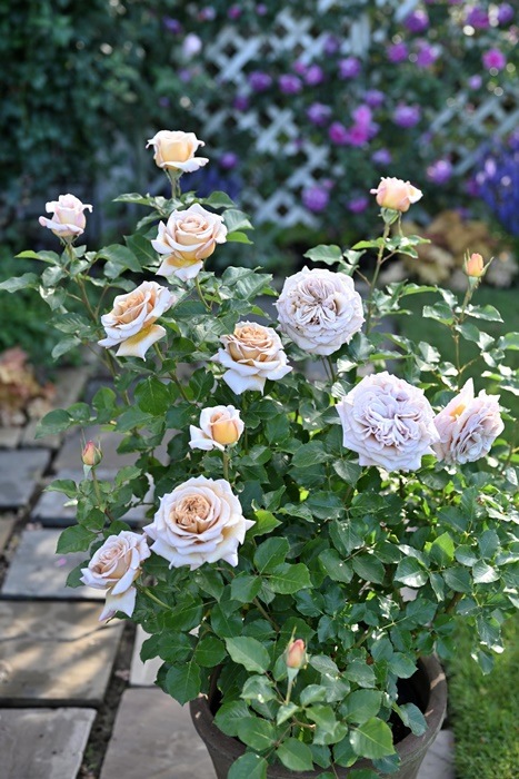 ġۥХ ǥ  6ȭʡӿ建 ʼϿдϡHan-DEL