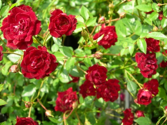 ��Ĺ���ġۡ����ġۥХ��� ��åɥ��������ɡڥ�åɥ��㥹�����ɡ� ���� 6��ȭ�����ʡ�J-CL15��