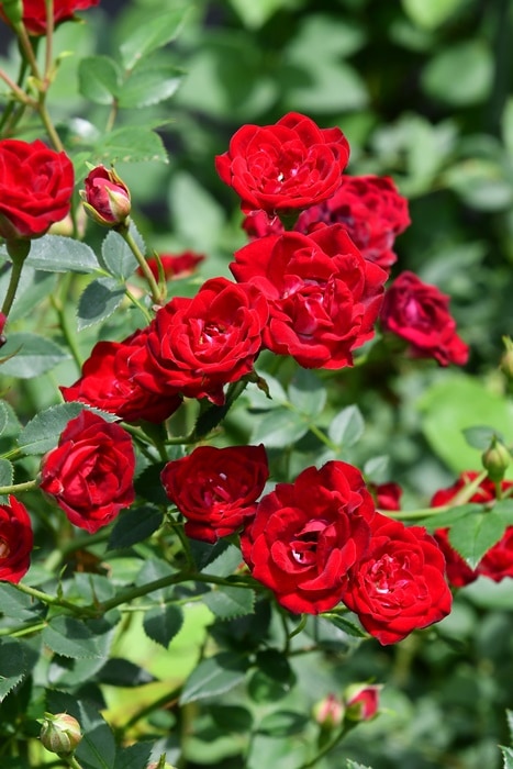 ��Ĺ���ġۡ����ġۥХ��� ��åɥ��������ɡڥ�åɥ��㥹�����ɡ� ���� 6��ȭ�����ʡ�J-CL15��