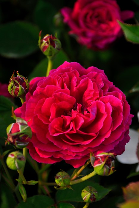 �����ġۥХ��� �ǥ塼�����֥�����Х� ���� 6��ȭ�����ʡ�J-OC20��