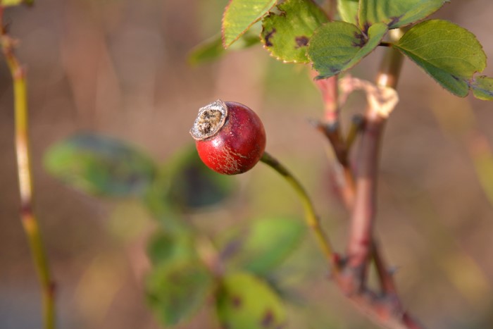 �����ġۥХ��� �ǥ塼�����֥�����Х� ���� 6��ȭ�����ʡ�J-OC20��