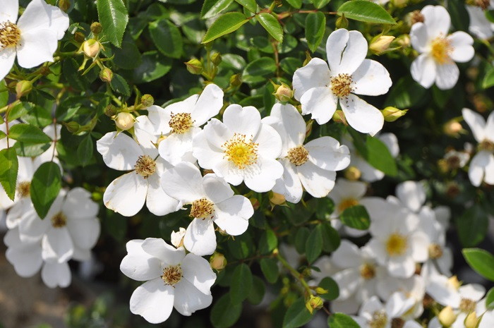 大苗 バラ苗 あわゆき 淡雪 Sh白 国産苗 6号鉢植え品 J Cl15 系統で選ぶバラ シュラブ バラの家 公式本店 ロサオリエンティス