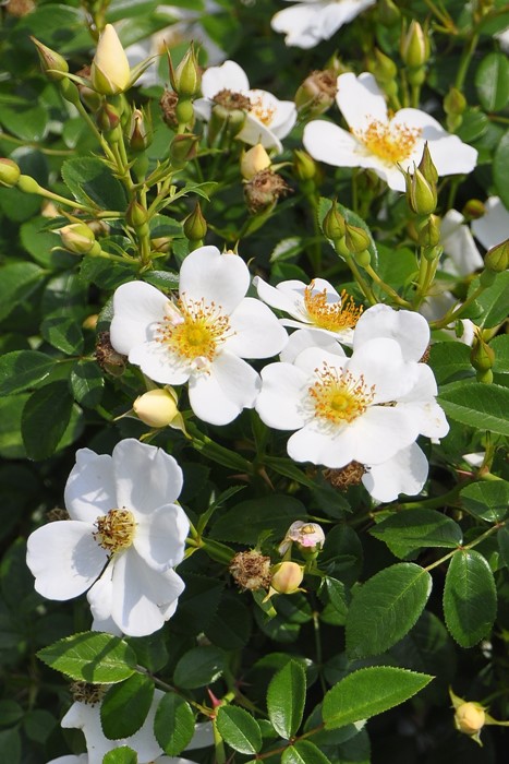 �����ġۥХ��� ����椭��ø��� ���� 6��ȭ�����ʡ�J-CL20��