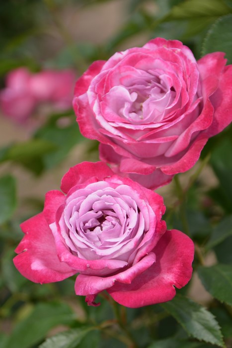 ġۥХ ֥롼С  6ȭʡJ-HT20