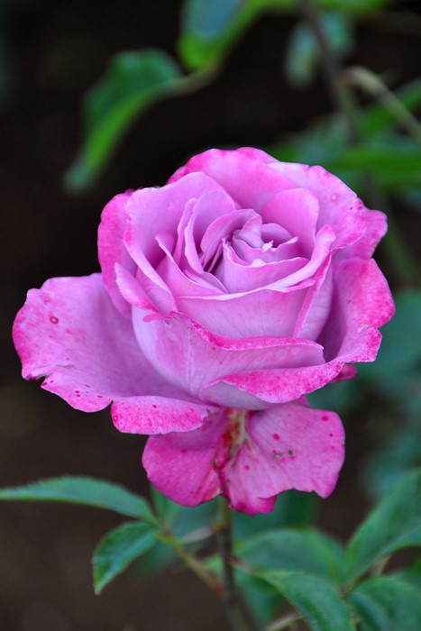 ġۥХ ֥롼С  6ȭʡJ-HT20