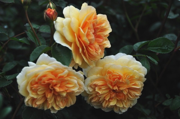 �����ġۥХ��� �ݡ��ȥ���饤�� ͢���� 7��ȭ�����ʡ����ӿ建�� ��Ͽ�ʼ�ϡ�ER-Y��