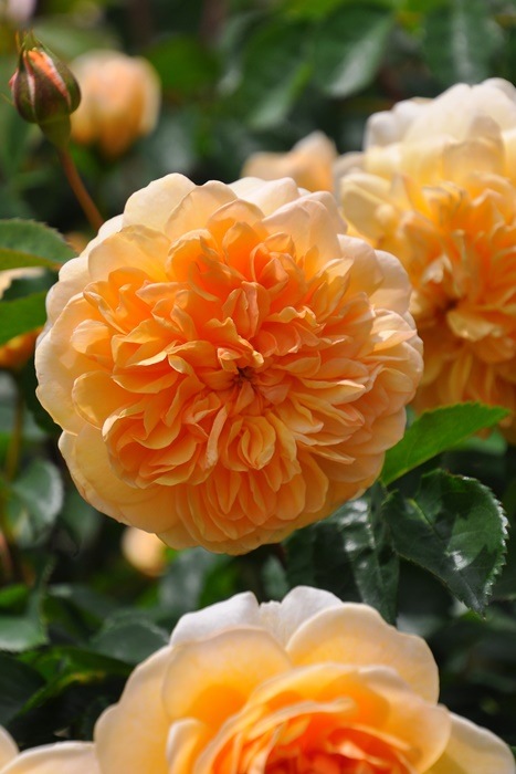 �����ġۥХ��� �ݡ��ȥ���饤�� ͢���� 7��ȭ�����ʡ����ӿ建�� ��Ͽ�ʼ�ϡ�ER-Y��