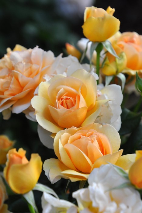 �����ġۥХ��� ���󥲥ꥫ ���� 6��ȭ�����ʡη����ʼ�ϡ�JB-YR��