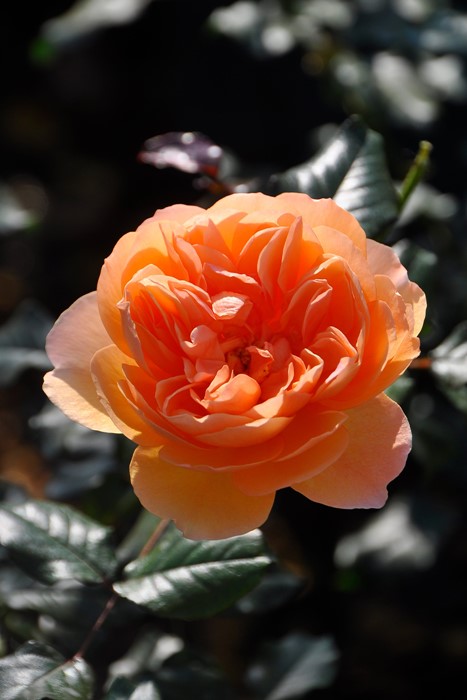 �����ġۥХ��� ���󥲥ꥫ ���� 6��ȭ�����ʡη����ʼ�ϡ�JB-YR��