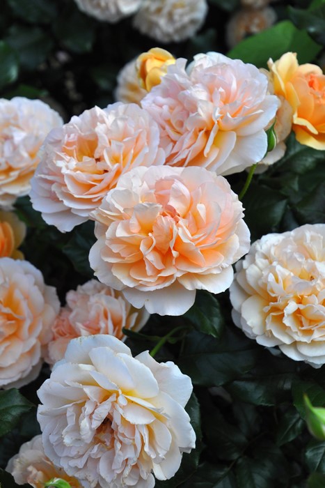 �����ġۥХ��� ���󥲥ꥫ ���� 6��ȭ�����ʡη����ʼ�ϡ�JB-YR��