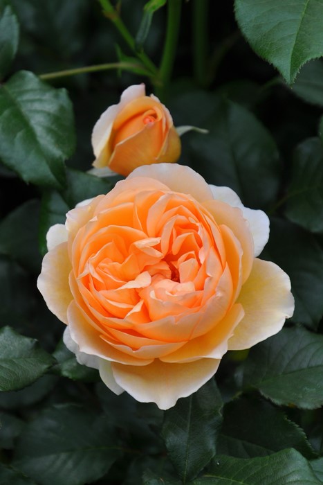 �����ġۥХ��� ���󥲥ꥫ ���� 6��ȭ�����ʡη����ʼ�ϡ�JB-YR��