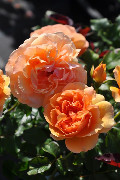 �����ġۥХ��� ���󥲥ꥫ ���� 6��ȭ�����ʡη����ʼ�ϡ�JB-YR��