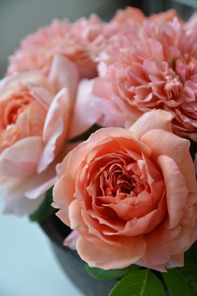 �Х��ġ����ġۥࡼ���ɥ饮���å� ���� 6��ȭ�����ʡ����ӿ建�� ��Ͽ�ʼ�ϡ�Kb-KBO��