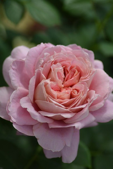 �Х��ġ����ġۥࡼ���ɥ饮���å� ���� 6��ȭ�����ʡ����ӿ建�� ��Ͽ�ʼ�ϡ�Kb-KBO��