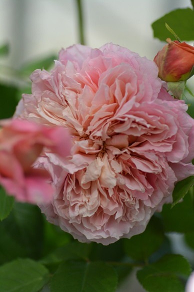 �Х��ġ����ġۥࡼ���ɥ饮���å� ���� 6��ȭ�����ʡ����ӿ建�� ��Ͽ�ʼ�ϡ�Kb-KBO��