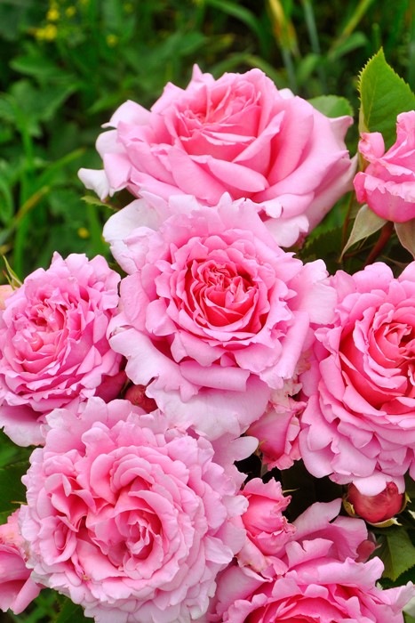 Хġġۥӥ˥  6ȭʡӿ建 ϿʼϡHan-DEL