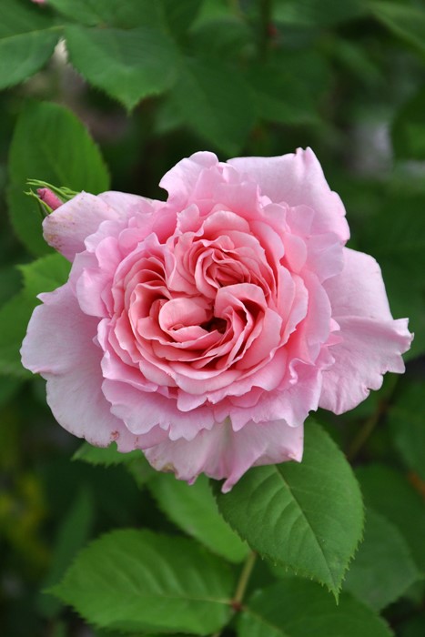 Хġġۥӥ˥  6ȭʡӿ建 ϿʼϡHan-DEL