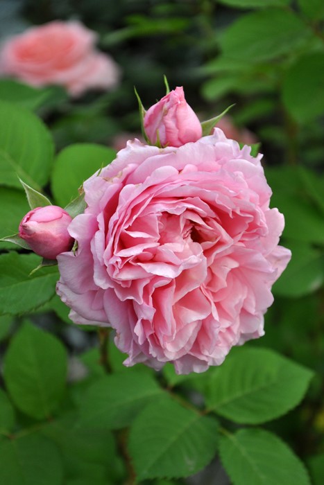 Хġġۥӥ˥  6ȭʡӿ建 ϿʼϡHan-DEL