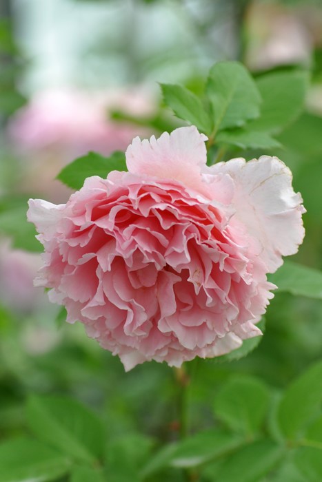 Хġġۥӥ˥  6ȭʡӿ建 ϿʼϡHan-DEL