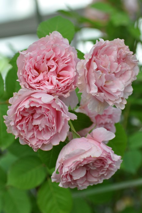 Хġġۥӥ˥  6ȭʡӿ建 ϿʼϡHan-DEL