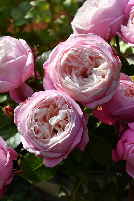 ġۥХ ԥ륨å  6ȭʡӿ建 ʼϿдϡJ-RP