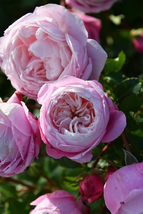 ġۥХ ԥ륨å  6ȭʡӿ建 ʼϿдϡJ-RP