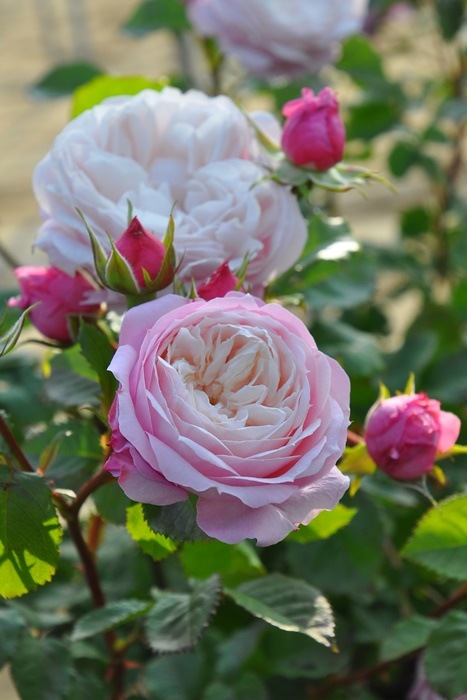 ġۥХ ԥ륨å  6ȭʡӿ建 ʼϿдϡJ-RP